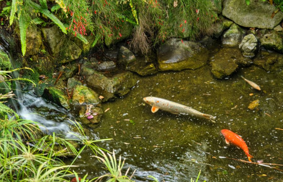 Fish Pond At The Botanical Garden Garden