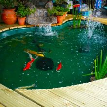 Garden Cool Vintage Decor For Garden With Fish Pond Ideas Green Palnt Flower Growth Small Water Fall Ideas Fish Vintage Wooden Sitting Area Wooden Deck And Stone For Interior Ideas Garden with Koi Fishpond with Colorful Pattern