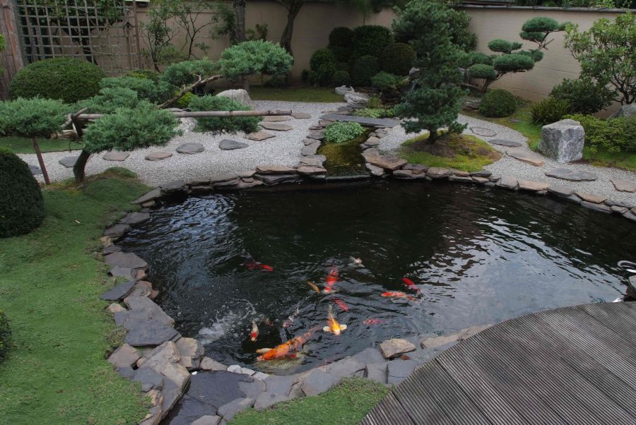 Modern Backyard Garden With Fish Pond Ideas Grass Several Green Plant Cute Fish Stone Deck Pond Decor Small Stone And Best Fence For Garden House Garden