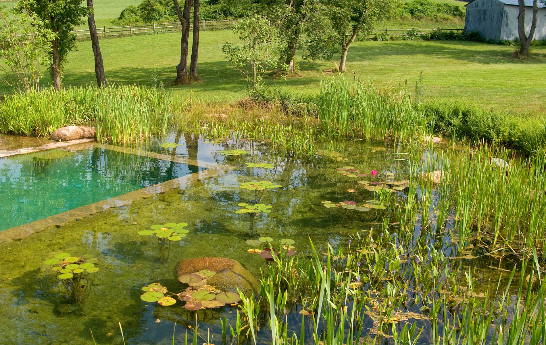 Natural Swimming Pool With Several Green Plant Trees And Other Plant To Get Nature Feeling When Swimming Pool Design